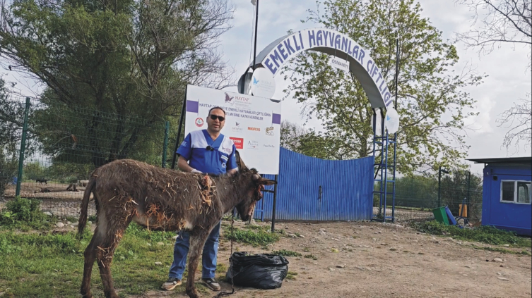 Ölüme terk edilen eşek tedavi ediliyor