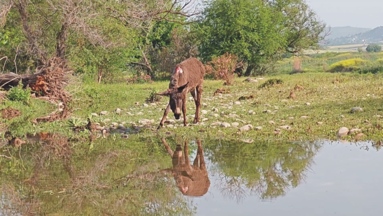 Ölüme terk edilen eşek tedavi ediliyor