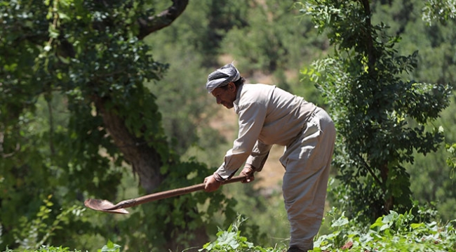 Terörden temizlenen Derecik tarım ve hayvancılıkla canlandı