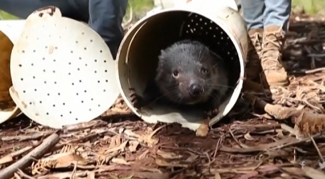 Tazmanya canavarları Avustralya'da doğaya salındı