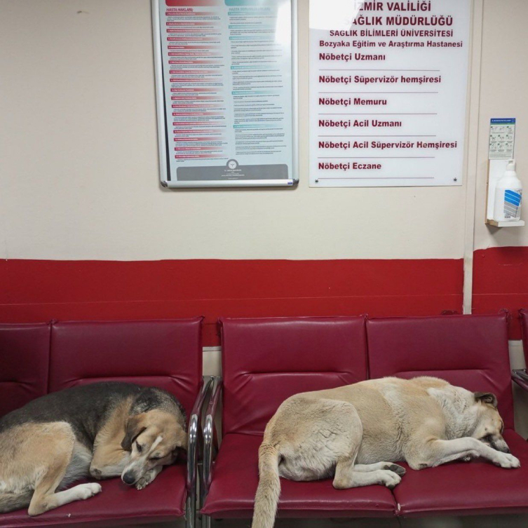 Bakanlık harekete geçti: Sağlık tesislerinde sahipsiz köpek kalmayacak