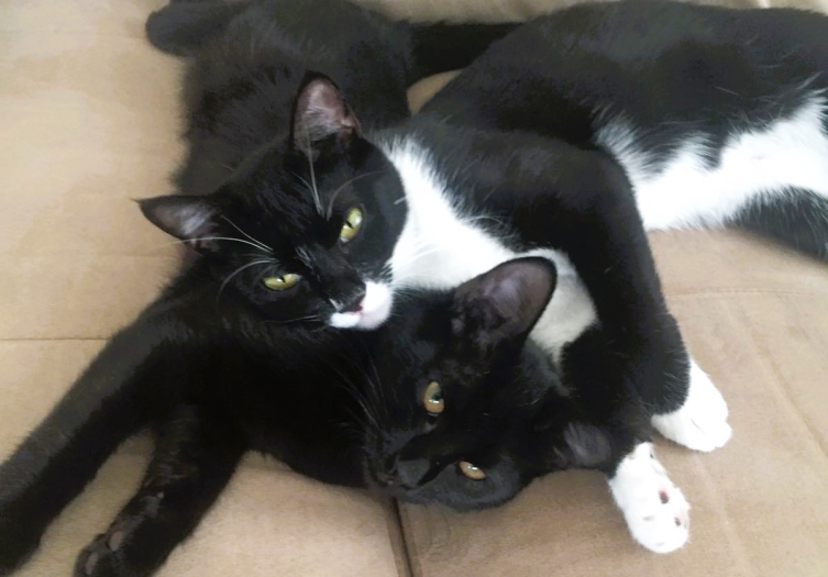 Kullanılmayan kelimeler 'arkaik' hale geliyor