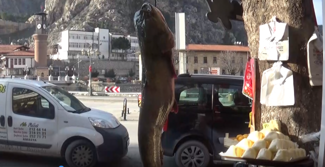 Yeşilırmak’ta 40 kiloluk yayın balığı yakalandı