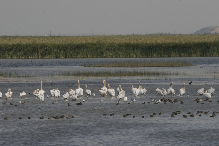 “Sulak Alanlar ve İnsanlık Refahı”