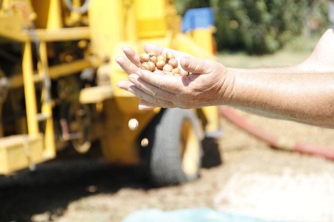 İstanbul'da fındık hasadı başladı