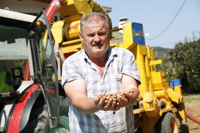 İstanbul'da fındık hasadı başladı
