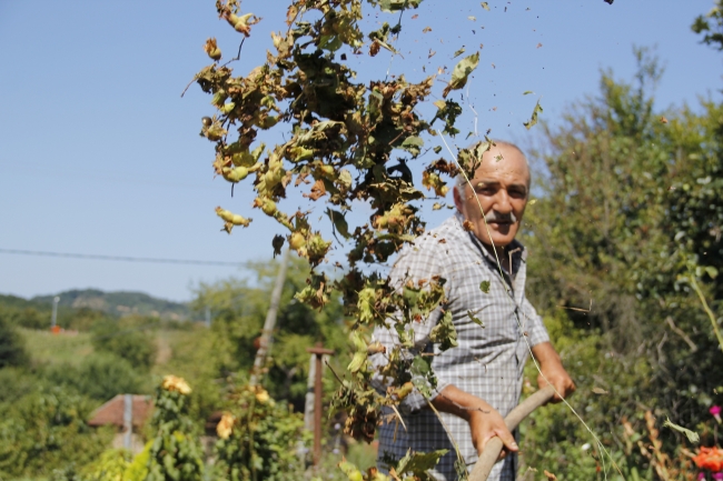 İstanbul'da fındık hasadı başladı