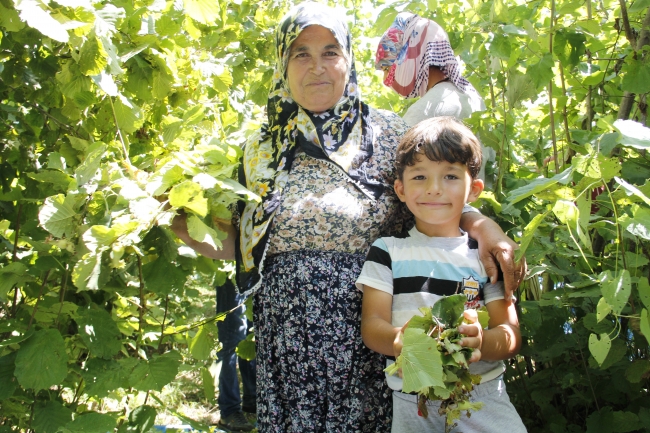 İstanbul'da fındık hasadı başladı