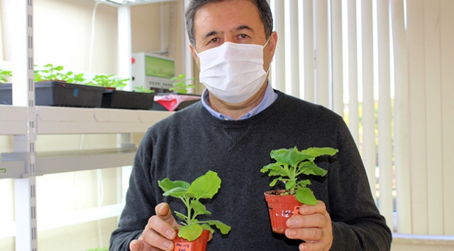 Yeşil bitki üzerinden geliştirilen COVID-19 aşı çalışması tamamlandı