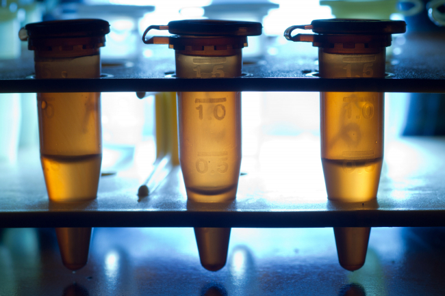 Salgının sonunu getiren çiçek aşısı