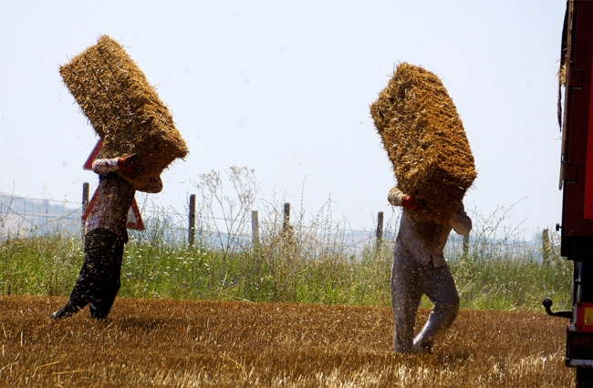 Kavurucu sıcakta balya işçilerinin zorlu mücadelesi