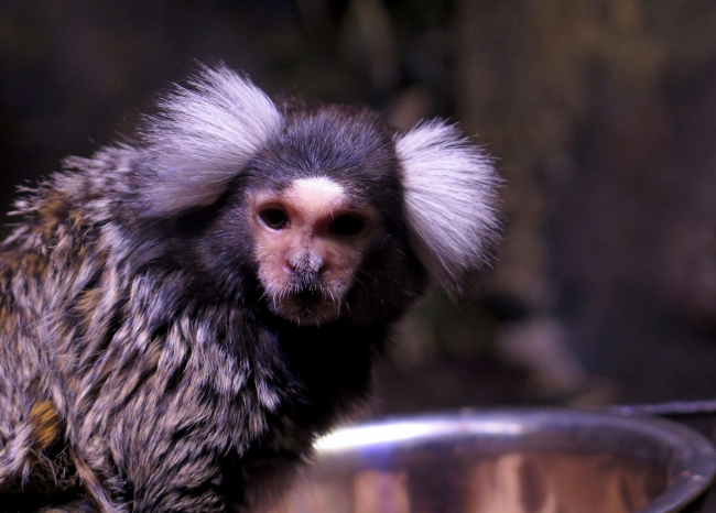 Hayvanlar alemine 'fantastik yolculuk'