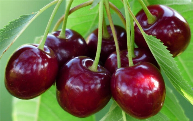 Yatmadan birkaç saat önce kiraz yerseniz...