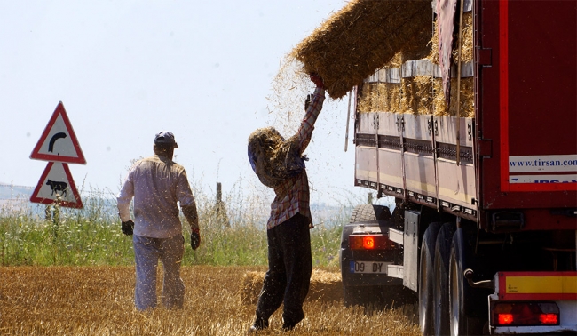 Kavurucu sıcakta balya işçilerinin zorlu mücadelesi