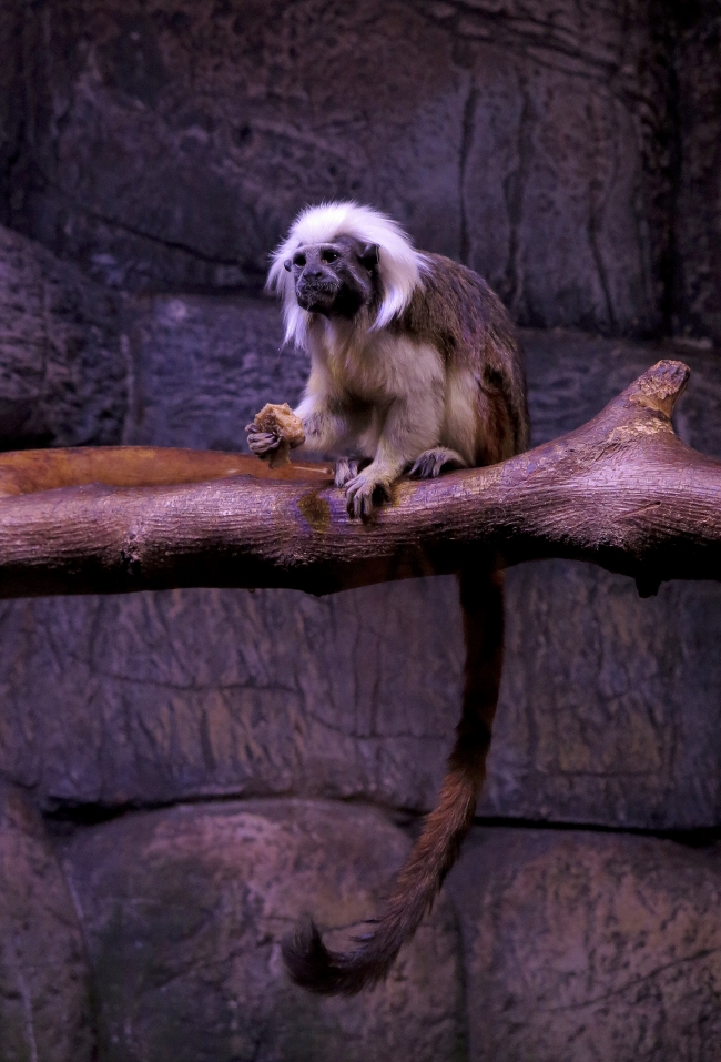 Hayvanlar alemine 'fantastik yolculuk'