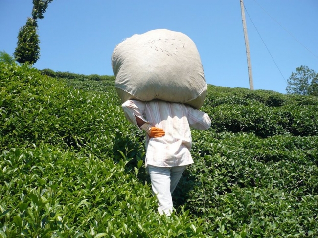 40 bin çay işçisi gelemiyor, 100 milyon dolar bölgeye kalacak