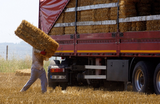 Kavurucu sıcakta balya işçilerinin zorlu mücadelesi