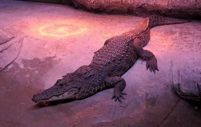 Hayvanlar alemine 'fantastik yolculuk'