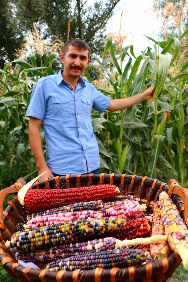 Bahçesinde rengarenk mısırlar yetiştirdi