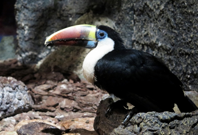 Hayvanlar alemine 'fantastik yolculuk'