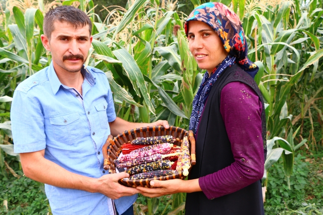 Bahçesinde rengarenk mısırlar yetiştirdi