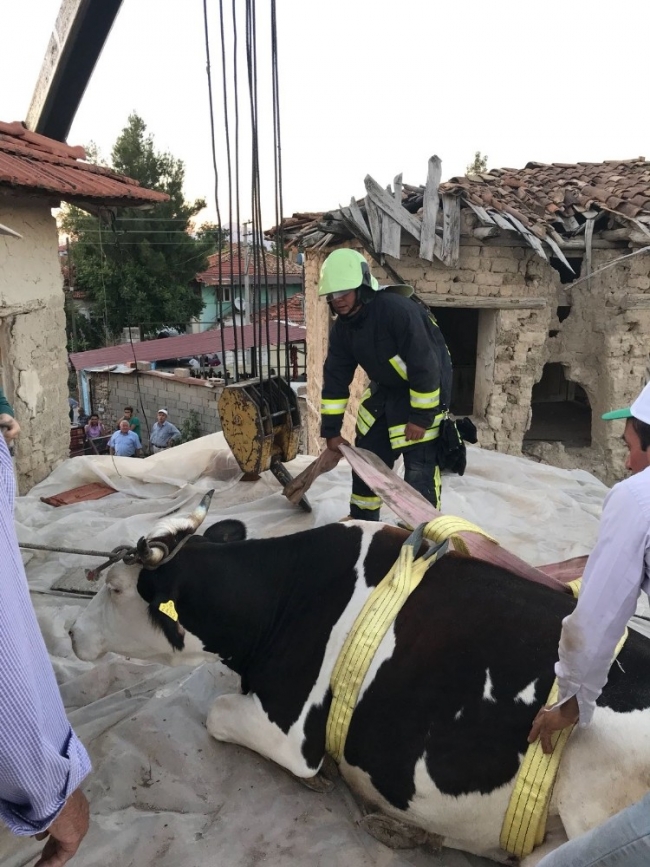 Çatıda mahsur kalan ineği itfaiye ekipleri kurtardı