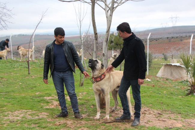 Güçlü ve iri cüsseli "guregh" köpekleri, otomobil fiyatına satılıyor