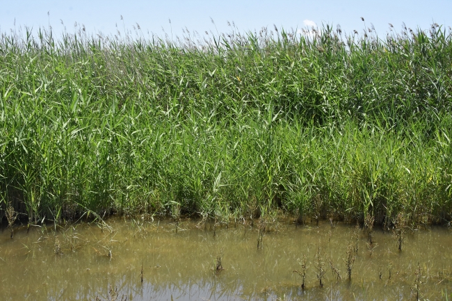 Yağışlar Akşehir Gölü'ne can suyu oldu