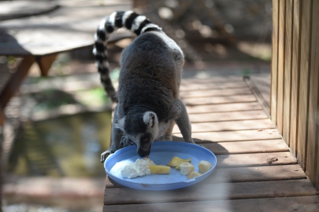 Hayvanat bahçesi sakinlerine "yaz diyeti"
