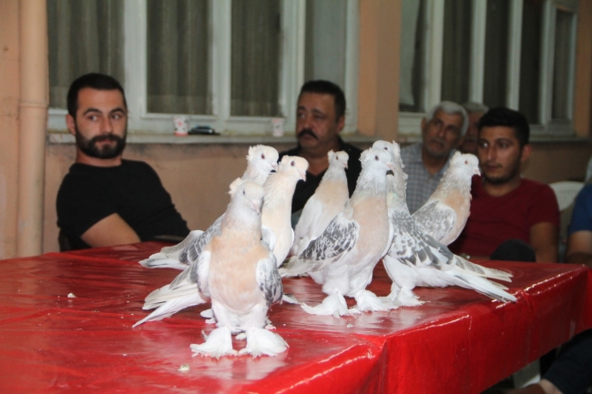 Amasya'da güvercinler araba fiyatına satılıyor