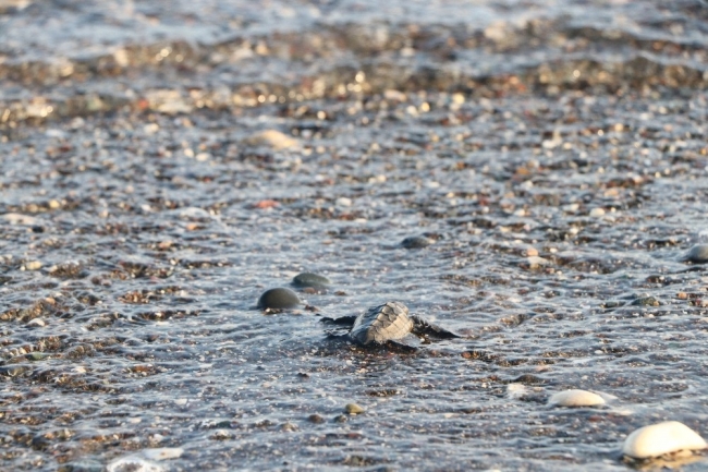 Mersin'de yavru caretta carettalar denizle buluşuyor