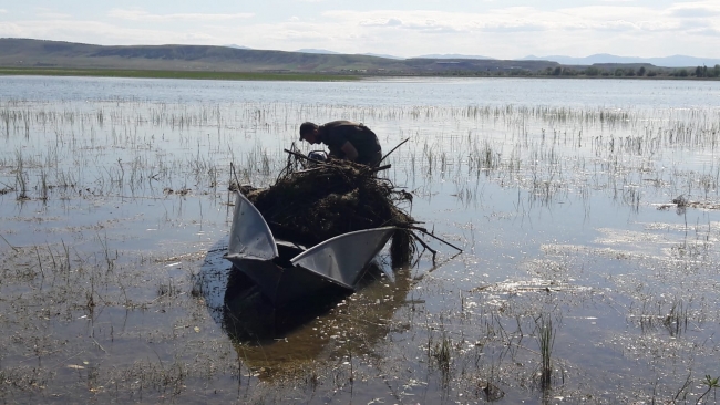Kaçak avcıların ağlarına su kuşları da takılıyor