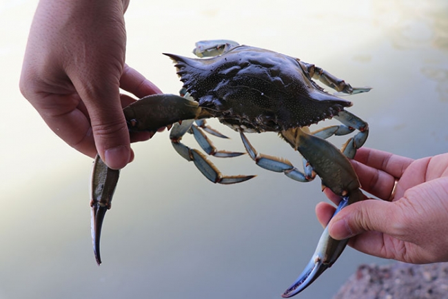 Balıkçıların korkulu rüyası ihracat ürünü oldu