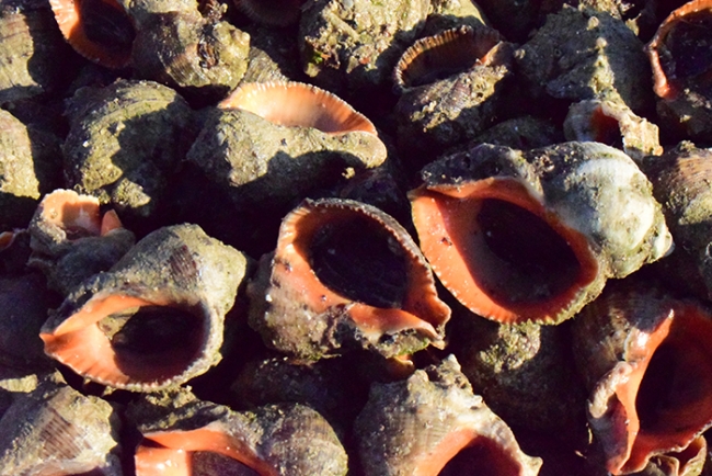 Salyangoz balıkçıların gelir kaynağı oldu