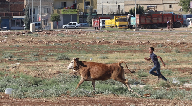 Kaçan kurbanlıklar zor anlar yaşattı