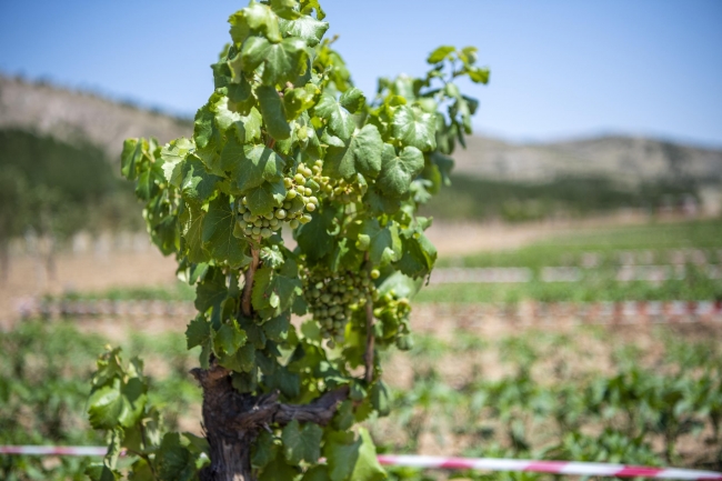 Ankara'da Ekoköy Projesi'nde ilk hasat