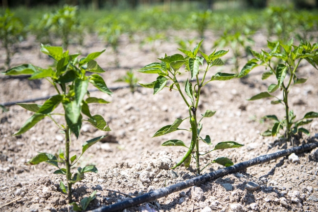 Ankara'da Ekoköy Projesi'nde ilk hasat