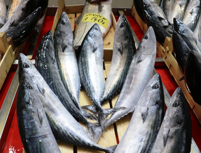 Palamut bolluğu balıkçıların yüzünü güldürüyor