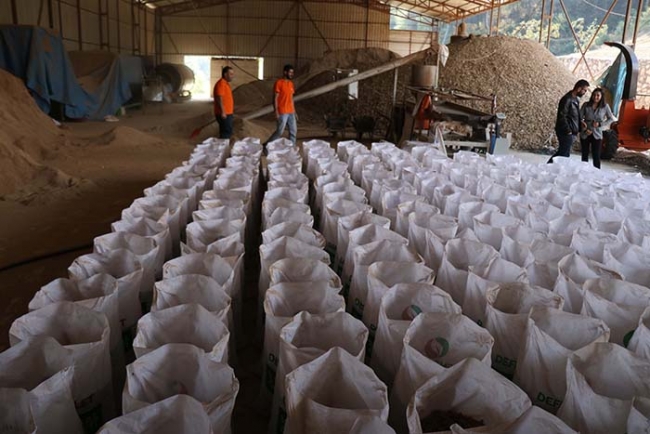 Defne dalından yakıt üretip iç ve dış pazarda satıyor