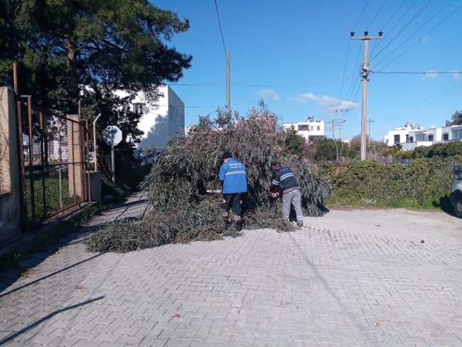 Muğla'da fırtına ağaçları devirdi