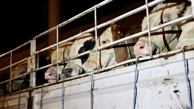 Kurbanlıkların İstanbul'a girişi başladı