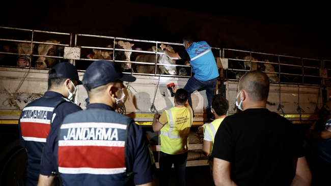 Kurbanlıkların İstanbul'a girişi başladı