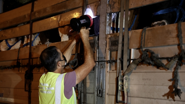 Kurbanlıkların İstanbul'a girişi başladı