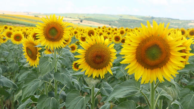 Tekirdağ'da tarlalar sarıya boyandı