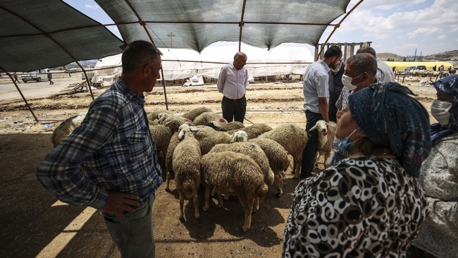 Hayvan pazarlarında kurban satışı sürüyor