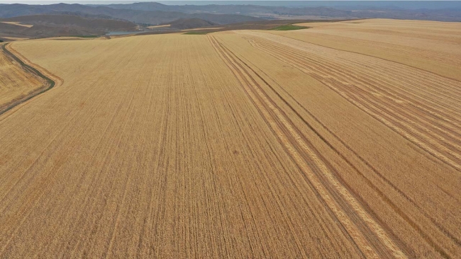 Alternatif ürün 'tritikale' üreticisini mutlu etti