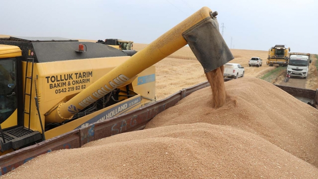 Alternatif ürün 'tritikale' üreticisini mutlu etti