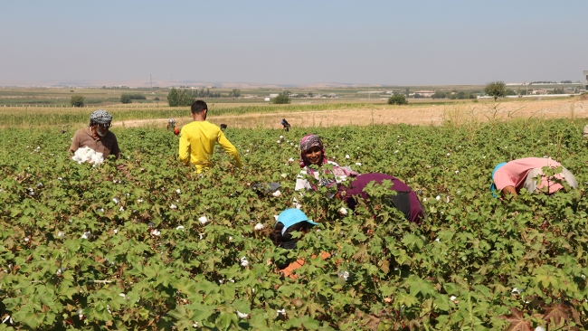 Şanlıurfa'da pamuk hasadı başladı