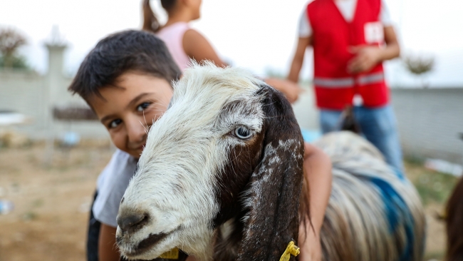 Türk Kızılay'dan Manavgat'ta küçükbaş hayvan yardımı
