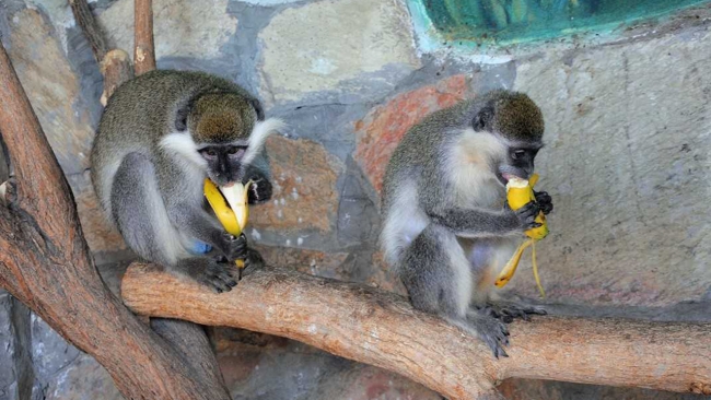 Kırşehir evcil hayvanlar parkı yeni sakinleriyle ilgi görüyor